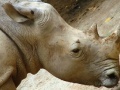 Joc Jigsaw Rhino