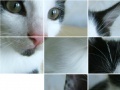 Joc Kitten Puzzle