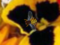 Joc Hidden Bee