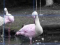 Joc Flamants Roses Puzzle