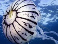 Joc Ocean jellyfish puzzle