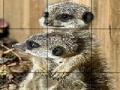 Joc Sissy animals slide puzzle