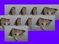 Joc Ceiling Cat Invaders