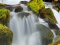 Joc Forest Waterfalls