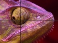 Joc Purple Chameleon: Slider Puzzle