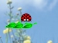 Joc ladybug