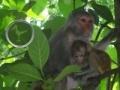 Joc Hidden Animals: Baby Monkeys