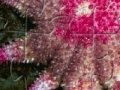 Joc Staefish Jigsaw