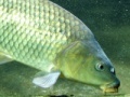 Joc Carp Jigsaw