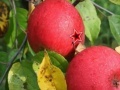 Joc Apples Time Hidden Stars