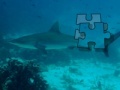 Joc Shark Puzzle