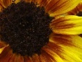 Joc Harvest Sunflower Jigsaw
