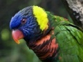 Joc Parrot Puzzle