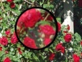 Joc Rose Garden Hidden Numbers