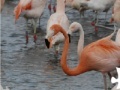 Joc Flamingo