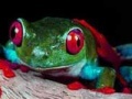Joc Two brave frogs puzzle