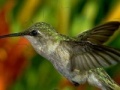 Joc Hummingbird