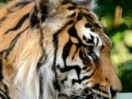 Joc Sumatran Tiger Jigsaw