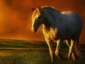 Joc The horse at Sunset