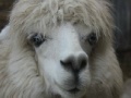 Joc Alpaca Slider