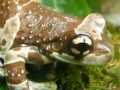 Joc Amphibians Hidden Images