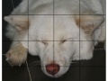Joc Pet Puzzle