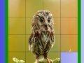 Joc Little Owl Slide Puzzle