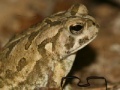 Joc Fowler's Toad Jigsaw Puzzle