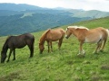 Joc Jigsaw Three of Horses