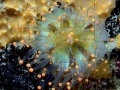 Joc Jellyfish Jigsaw