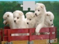 Joc Puppies Puzzle