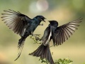 Joc Two Birds Jigsaw Puzzle