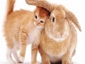 Joc Cute cat and rabbit slide puzzle