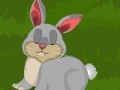 Joc Dora Rabbit Care