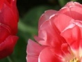 Joc Tulip Jigsaw Puzzle