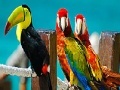 Joc Colorful parrots slide puzzle