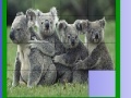 Joc Four koala slide puzzle