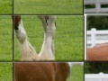 Joc Clydesdale Horse Slider Puzzle