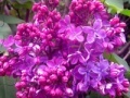 Joc lilac