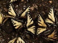 Joc Butterflies Slider