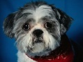 Joc Dog Jigsaw -2
