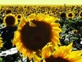 Joc Sunflowers jigsaw