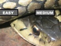 Joc Garter Snake Jigsaw Puzzle