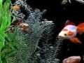Joc Jigsaw: fish