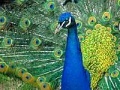 Joc Puzzles Peacock