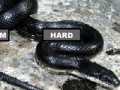 Joc Black Rat Snake Jigsaw Puzzle