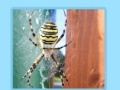Joc Spiders Jigsaw