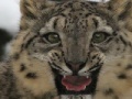 Joc Snow Leopard Slider