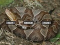 Joc Puzzle Copperhead