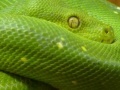 Joc Snakes hidden images
